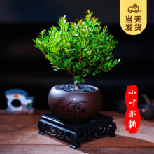 开时果 小叶赤楠盆景摆件  舍得紫砂盆+黑石+底座