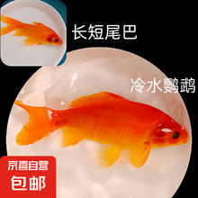 京喜 冷水鹦鹉鱼活体观赏锦鲤 特惠 冷水鹦鹉3-5CM 1条