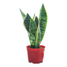 京喜自营 虎皮兰植物 耐旱好养 （3颗）基地盆 1盆 高约20-30cm