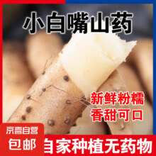 正宗小白嘴山药口感软糯甜糯山药当季山药煲汤煮粥营养必备 白嘴山药2斤带箱 10cm-20cm