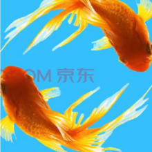 招财小金鱼 渔场直发活体 二龙戏珠2条 5-9厘米