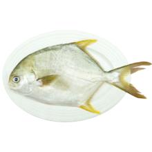 鲜京采 万山岛金鲳鱼 500g*3条