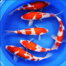 纯种锦鲤金鱼活鱼观赏鱼苗宠物冷水鱼 红白1条+三色1条 6-8cm
