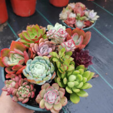百潮盛 多肉植物   10颗多肉不重复随机