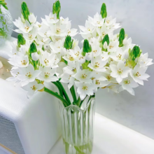 圣心百合 鲜花云南鲜切花束居家插花水养插花送礼花期长送礼物 圣心百合5枝