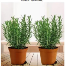 17日20点：京喜 迷迭香原盆土一盆 盆径约12cm 含盆高约25cm  *2件