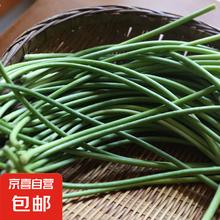 京喜加 新鲜蒜苔 新鲜蒜苔 1斤