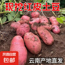 京喜自营-专用品牌 云南 红皮土豆 高原黄心土豆 5斤 单果1-3两