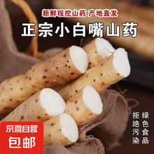 河北 小白嘴山药 1000g 20-30cm/根
