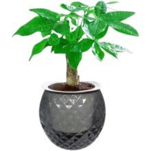 单杆发财树+钻纹球自吸水盆 花盆直径约10cm