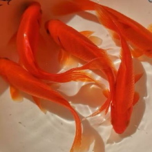 冷水观赏鱼草金鱼1-3厘米送小包鱼粮 混搭精品红草金4条+2条备损