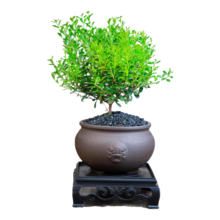 京喜 小叶赤楠盆景植物办公 赤楠+祥狮报喜盆+黑金沙+方底座