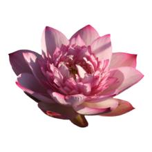 海蒂的花园 碗莲 矮楚女1-2CM 水生花卉 7cm盆