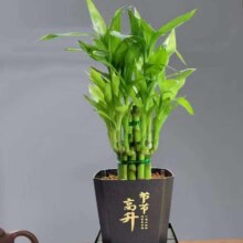 富贵竹盆栽 四季好养小盆栽 荷花竹+节节高升盆+圆底座【1盆】 盆口直径约8cm