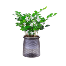 再降价：九里香盆栽水培植物5-8颗 送肥料