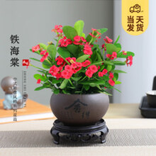 开时果   铁海棠盆栽带花发货  热销款 舍得紫砂盆+圆底托
