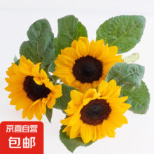京喜自营 鲜切花云南直发向日葵3枝 中大花向日葵
