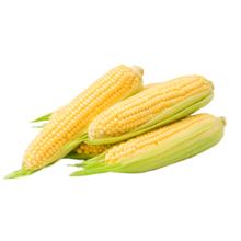 佳农 宝菜山东新鲜水果玉米现摘鲜甜多汁5-6根净重4.5斤源头直发