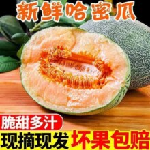 海南哈密瓜新鲜脆甜水果  现摘当季整箱哈密瓜孕妇水果 9斤(净重8.5斤)3-5个 超值装