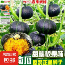 原装正品贝贝南瓜种子约20粒1包