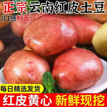 云南红皮黄心土豆 中果9斤