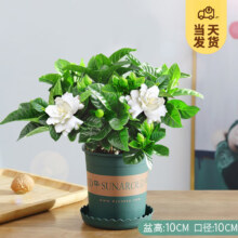 开时果 栀子花盆栽 浓香型 加仑盆90杯*带花苞