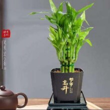 京喜 富贵竹盆栽植物荷花竹+节节高升盆+圆底座 2件3元（买一送一折1.5元/件）