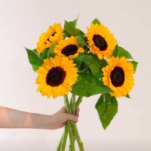 PLUS会员：向日葵鲜花 5枝9.9元（需领券）