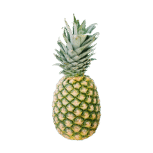 PLUS会员: 京鲜生 海南金钻凤梨 净重5斤 单果650g+ 新鲜水果 源头直发19.68元（需领券）