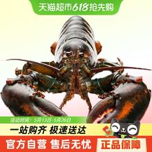 渔传播 波士顿龙虾 450-550g111元