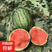 京喜 现摘现发2k西瓜当季手剥薄皮小糖丸西瓜新鲜水果冰糖子小西瓜 2-3斤（1-2个） 西瓜 水果4.49元