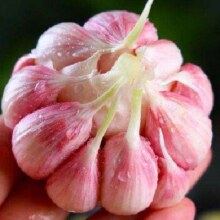 京喜自营 新鲜湿蒜1斤装 500g 果径4-5cm2.02元包邮(需用券)