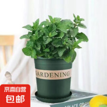 柠檬薄荷盆栽新鲜可食用薄荷叶苗驱蚊草水培好养花卉室内绿植物 原土薄荷+加仑盆+肥料一盆装3.99元
