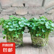 铜钱草 水培植物 四季好养带叶 精品款 2盆 带叶发货（不含盆）3.9元