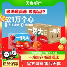 一颗大 玫瑰草莓番茄24枚装酸甜可口1.65kg自然成熟16.9元