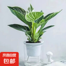 京喜自营 大叶金钻/铂金钻盆栽随机发 1盆*2件 约15厘米左右合1.94元/件，3.88元 (买一送一)