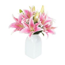 花点时间香水百合鲜花云南直发昆明基地鲜切花百合花水养插花家用27.8元