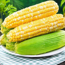 教蔬鲜生宁夏糯玉米2025新鲜现摘蔬菜生鲜香甜糯玉米苞谷爆浆棒子应季 三穗【单个≥280g】6.9元（需领券）