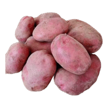 内蒙红皮土豆新鲜黄心土豆现挖洋芋地蛋马铃薯粉面火锅食材统货 红皮土豆大果 5斤 单果150g+4.45元（需领券）