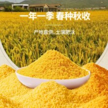 京喜 黄小米 米 50g1元包邮