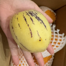 纯甜、好大一个 ！京鲜生 甘肃人参果 净重3斤 单果100g+￥12.72 比上一次爆料降低 ￥0.18