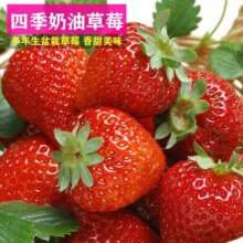京喜自营 草莓种子 1包约100粒0.99元包邮