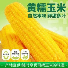 吉林省农投旗下品牌！田本部 黄糯玉米一等大棒 280~340g*8棒￥15.50 5.2折