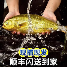 ?肉质鲜美）黄花鱼特大深海新鲜大黄鱼 大黄鱼（无冰） 400-500克 3券后90元