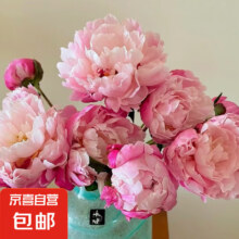 五月花神 芍药鲜花牡丹 随机芍药5支9.9元（需领券）