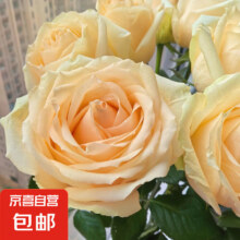 蜜桃雪山 香槟玫瑰8支送2支 鲜切花云南基地直发情人包邮高品质玫瑰5