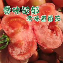 国产农家种植多汁沙瓤西红柿 3斤-4.5斤