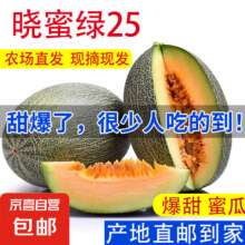 晓蜜25号爆甜哈密瓜新鲜现摘应季水果西州蜜 净重：3斤4.95元
