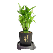 富贵竹 荷花竹+节节高升盆+圆底座【1盆】 盆口直径约8cm3.17元