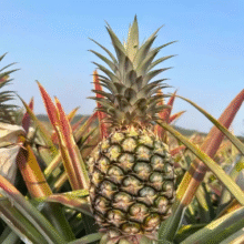 西双版纳黑钻牛奶凤梨 产地直发 当季水果 2个装小果 单果400克起2.76元